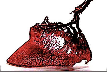 Ukrwienie kopyta konia