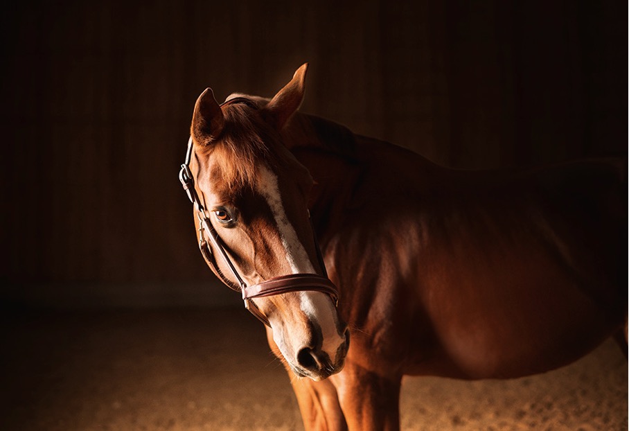 Zdjęcie głowy konia